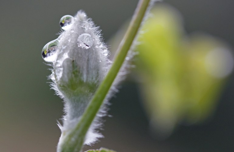 Clematis-budweb