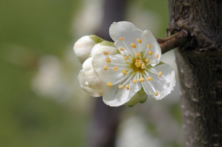 Plum-Blossomweb