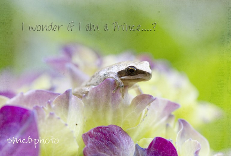 Frog-Prince-