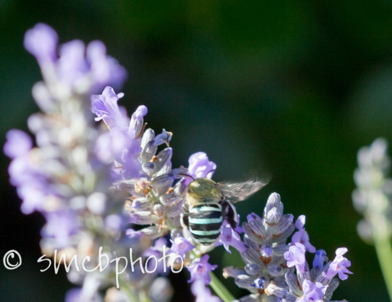 20120119_Butterflies and bees_1604