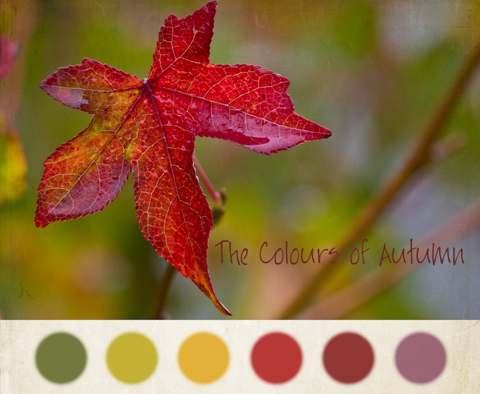 Colours of Autumnweb