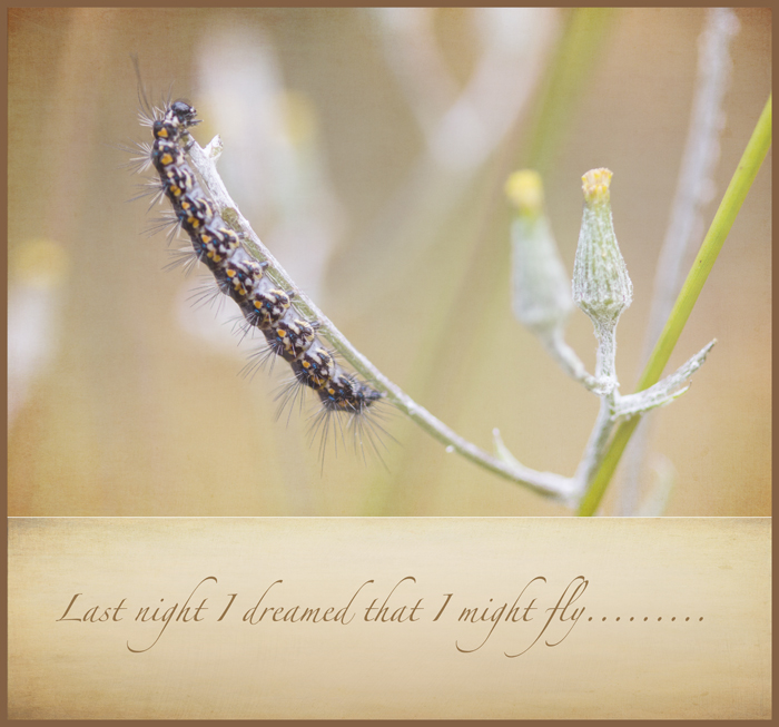 20130214-_MG_9328-Edit-Edit