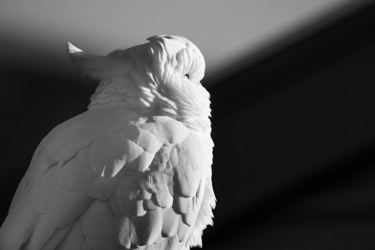 20180715_083914_Home_146A8278